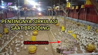 PENTINGNYA BLOWER TANPA INTERMITEN DAN PEMANAS FULL SAAT BRODING AYAM BROILER