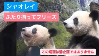 レイちゃんとシャオくんが同時にフリーズ、静止画ではありません＆オレのレイちゃん劇場　2023.09.21