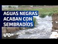 Aguas negras acaban con sembradíos en Zumpango