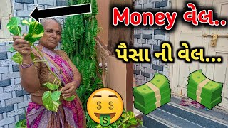 પૈસા ની વેલ 🤑🤑|| આવેલ ઘર ના આગણે રાખવા થી પૈસા વધે..😱|| તમે કયારેય નહીં જોય હોય આ વેલ....