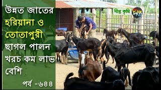 Deepto Krishi/দীপ্ত কৃষি- ২২ মাসে ৮০ কেজি ওজন ১টি ছাগলের | খুলনা | deepto tv