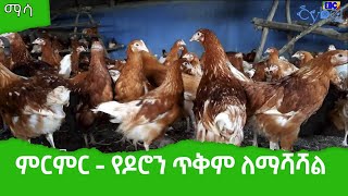 ከዶሮ እርባታ ከፍተኛ ጥቅም ለማግኘት የሚደረግ ምርምር  Etv | Ethiopia | News