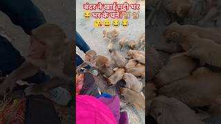 बेजुबानों के लिए एक लाइक तो बनता है।#tranding #monkey #funny #animals #shorts#बंदर #1m #video #viral