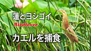 蓮にヨシゴイ / カエルを捕食するヨシゴイ / Yellow bittern