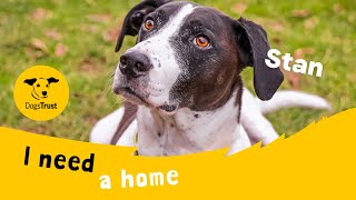 Stan the Man the amazing Pointer cross | Dogs Trust Leeds