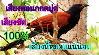 เสียงต่อนกกะปูด หรือนกกรดปูด เสียงคมขัด 100% Tiếng Bìm Bịp ຕໍ່ນົກກົດປືດ