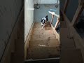 australian shepherd puppy adorably confused by stairs