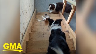 Australian shepherd puppy adorably confused by stairs