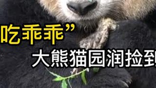 大熊猫园润捡到孔雀幼崽，把脚脚放在嘴里，咬了几口 #大熊猫 #大熊猫园润