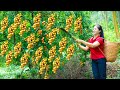 How To Harvest Wampee & Goes To Market Sell | Harvesting And Cooking | Lý Song Ca