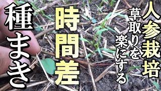 【自然農】人参栽培　草取りを楽にする「時間差種まき」　2023年8月9日【natural farming】