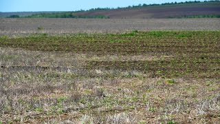 Посевы подсолнечника после пожара. Технология No-Till. КФХ "Потапов".