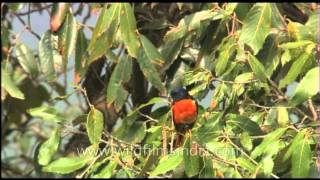 Scarlet Minivet looks brilliant on an oak tree