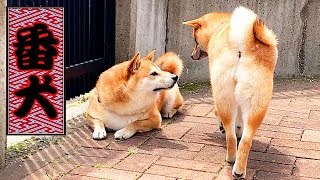 番犬を装うが、恥をかく柴犬🎶🐕💪A watchdog is pretended.