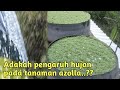 Adakah Dampak Negatif Air Hujan Pada Tanaman Azolla???