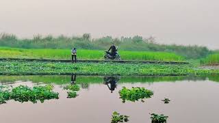 অপূর্ব সুন্দর নদীর দৃশ্য ভিডিও দেখুন // pabna village