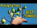 PRUNING FIG TREES | Best Pruning Techniques for BIGGER FRUITS and BETTER CROPS