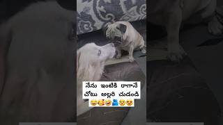 నేను ఇంటికి రాగానే చోటు అల్లరి చుడండి 😂🥰🤣🫂🥹#pug #dogs #doglover #telugu #cutepets #petlover #puppys