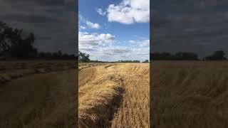 Harvesting Oats 2019