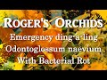 Emergency Ding-a-ling - Odontoglossum naevium With Bacterial Rot