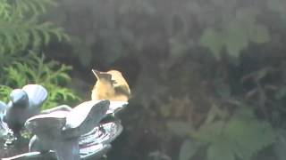 chiffchaff in garden