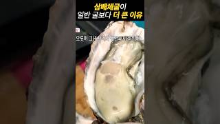 삼배체굴이 일반굴보다 더 큰 이유