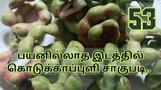 பயனில்லாத இடத்தில் கொடுக்காப்புளி சாகுபடி|ManilaTamarindCultivation |pithecellobium dulce |E0053