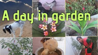 A day in garden/பதநீர் கஞ்சி/என் தங்கையின் வீடு தோட்டத்தில் ஒரு நாள்/palm water porridge