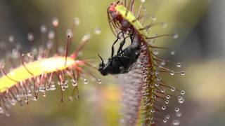 Sundew (Carnivorous Plant) vs Fly