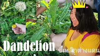 Dandelion. ไปล่าต้นฟันสิงโตและเอามาทำแกงขี้เหล็กในแบบฉบับสาวต่างแดน