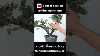 สรุปคลิป กิ่งตอนตะโกหนู #bonsaiworld #บอนไซไทย #bonsai #บอนไซ #ตะโกหนู #ตะโก