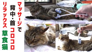 【草食系猫】首や背中のコロコロマッサージでリラックスする草食ネコ　A herbivorous cat relaxing with a neck and back massage.