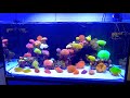 TANK TOURS EP.5: The Ultimate Goni Garden (Waterbox 165.4)