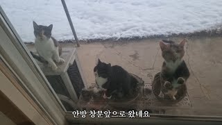 고양이 사는 시골집에 눈이 많이 내린 날