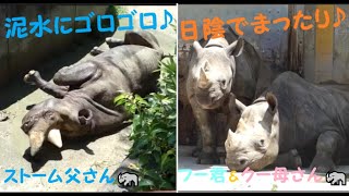 【ヒガシクロサイ】泥水にゴロゴロ♪ストーム父さん＆日陰でまったり♪フー君＆クー母さん🦏　2022/7/20　とべ動物園