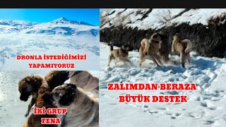 KÖYDE KÖPEKLER BİRBİRİNE GİRDİLER. KÖPEKLER  BERAZ VE  ZALIMA SALDIRDI. TELEFON BUZA DÜŞTÜ GİTTİ