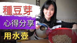 Grow Mung Bean Sprouts如何發綠豆芽【詳細介紹用水壺孵豆芽菜的方法】綠豆芽怎麼發/ 種豆芽/ 發綠豆芽/ 綠豆芽菜的種植方法/ 室內無土/ 種植不用遮光/ 不用剪根/ 孵豆芽容器