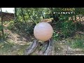 【切り抜き】ボールが転がるやつ ver.024コロコロいないいないばぁ竹林＆森林の公園バランスボール出演シーン