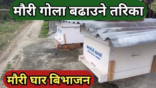 मौरी घार विभाजन गर्ने तरिका | मौरी बढाउने तरिका | मौरीका कुरा | bee keeping in nepal | mauri palan