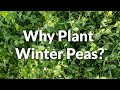 Why Plant Winter Peas?