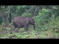 wild animals rain in forests u0026 nature