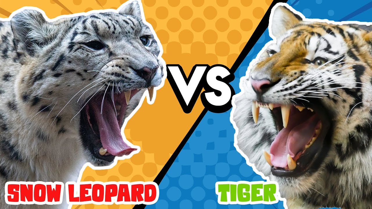 Tiger Vs Snow Leopard