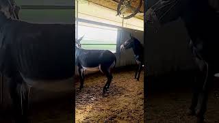 Funniest Donkey Ever Donkey Training the fun way 488