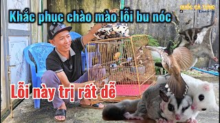 Khắc phục chào mào lỗi bu nóc lồng rất đơn giản