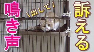 【鳴き声】猫がケージから出してと鳴く声が可愛すぎて出してしまう(笑)【スコティッシュフォールド】