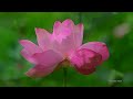 蓮の花が咲く大雲寺・4k