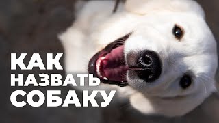 Какую кличку выбрать для собаки? 🐕 ТОП популярных имен и самые странные клички, как назвать щенка 🐩