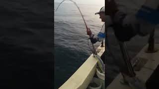 #shorts #fishingvideo #fishing #钓鱼 #pancing #bottomfishing #船釣