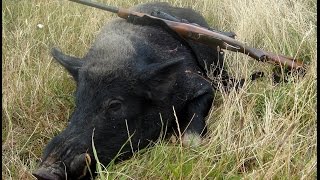 HighCountryHunter Ep13: Wild Pig at 370 Yards