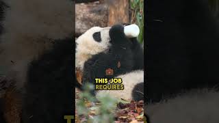 This Panda's Funny Expressions While Breaking Bamboo! 🐼😄